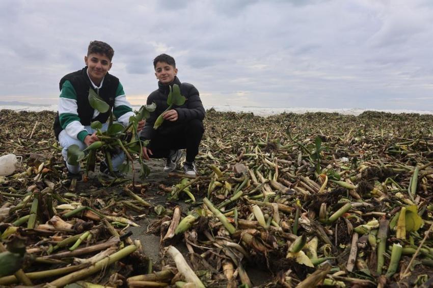 Denizin dibinden çıktı, Hatay sahilini doldurdu: Her kış geliyor