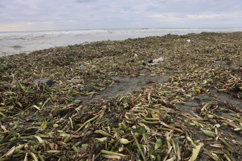 Denizin dibinden çıktı, Hatay sahilini doldurdu: Her kış geliyor