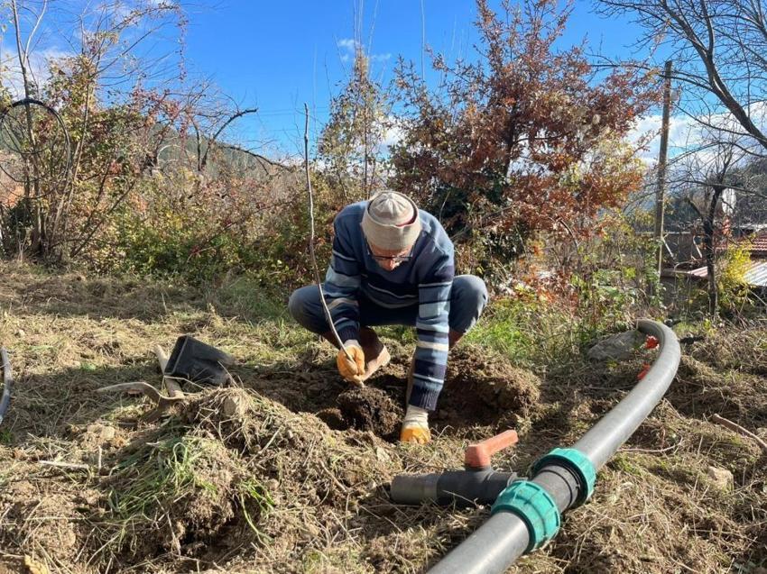 Yeminli mali müşavir Antalya'da toprağa ekti, 53 dönüme ulaştı! Verimi gördü, 2 yılda mesleği bıraktı
