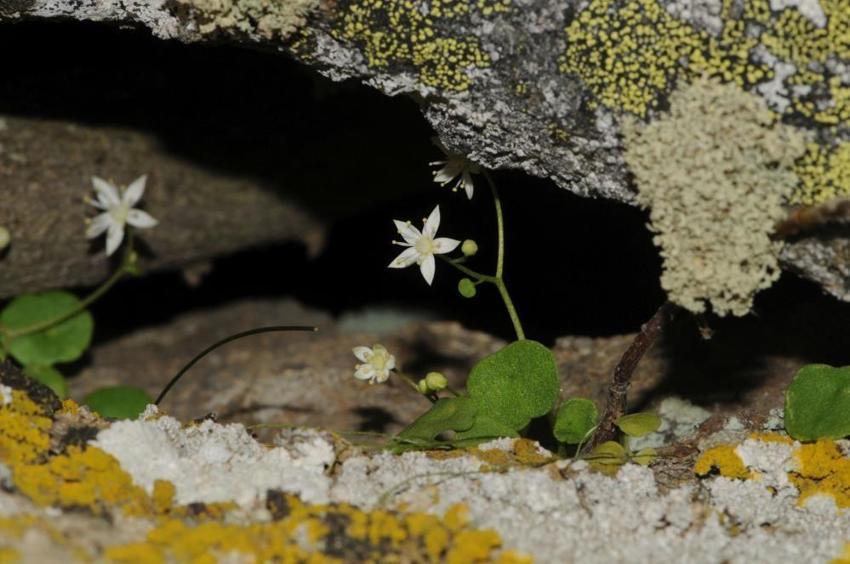 İzmir'e özgü bitki keşfedildi: 1400 metrede yetişiyor! Yıldız yapraklar ilk kez görüldü