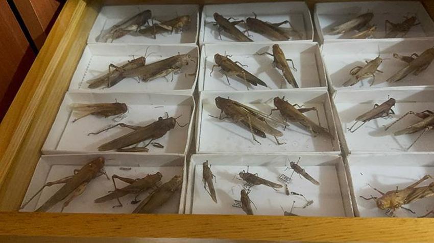 Dünyada sadece iki yerde var, birisi Isparta'da! Binlerce tür bir arada: Çocuklar bu müzeden onlarla dost olarak ayrılıyor