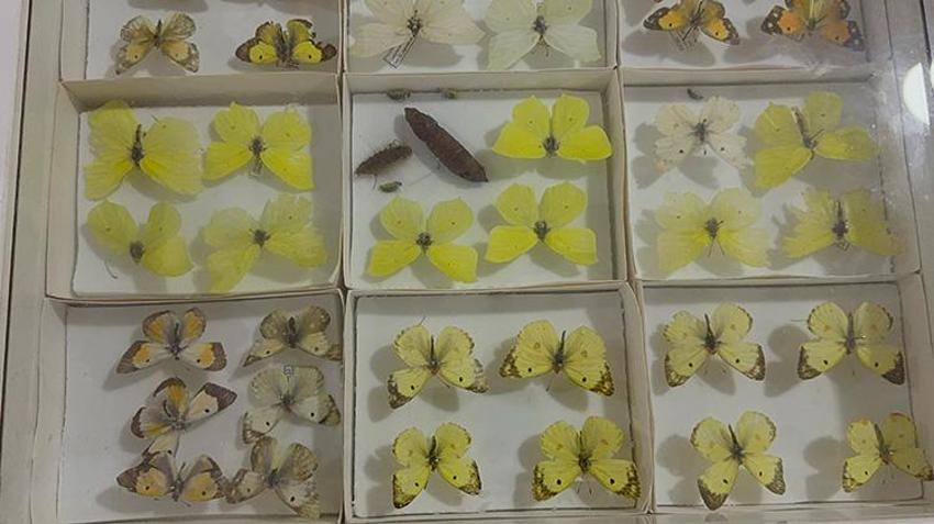 Dünyada sadece iki yerde var, birisi Isparta'da! Binlerce tür bir arada: Çocuklar bu müzeden onlarla dost olarak ayrılıyor