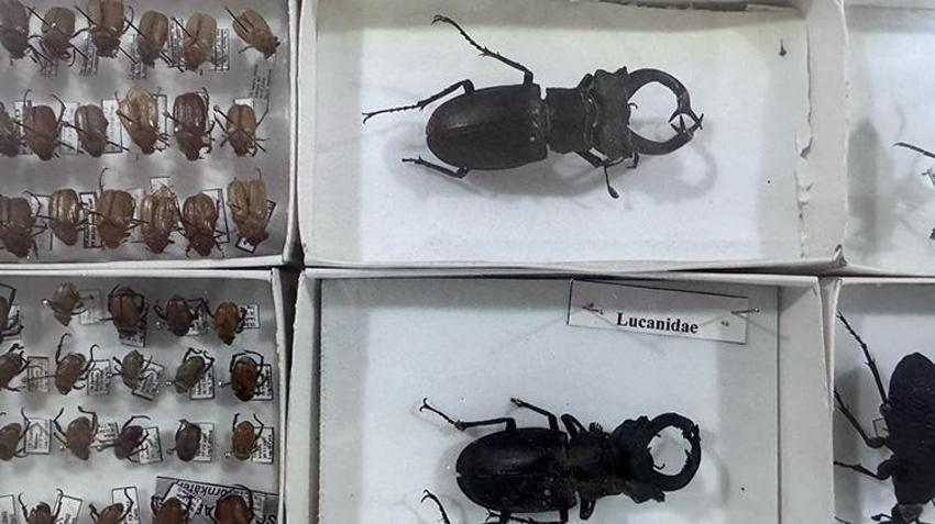 Dünyada sadece iki yerde var, birisi Isparta'da! Binlerce tür bir arada: Çocuklar bu müzeden onlarla dost olarak ayrılıyor