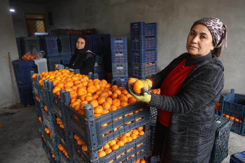 Çiftçinin bedavaya gelin toplayın dediği mandalina ağaçtan dökülmeye başladı