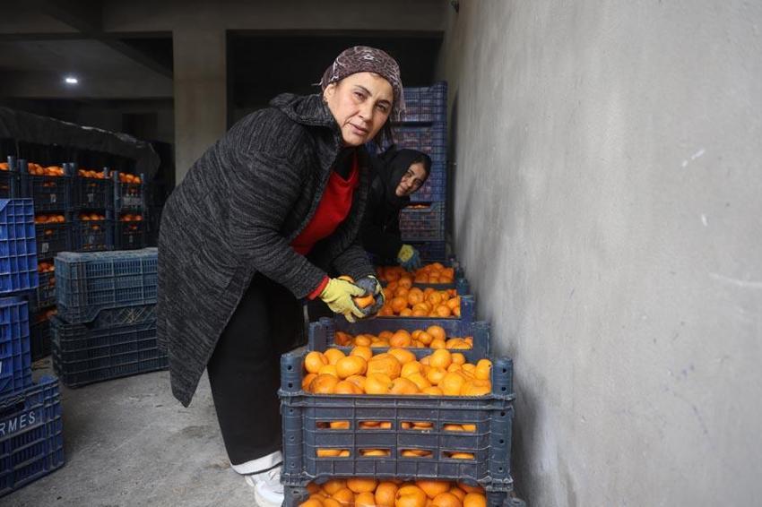 Çiftçinin bedavaya gelin toplayın dediği mandalina ağaçtan dökülmeye başladı