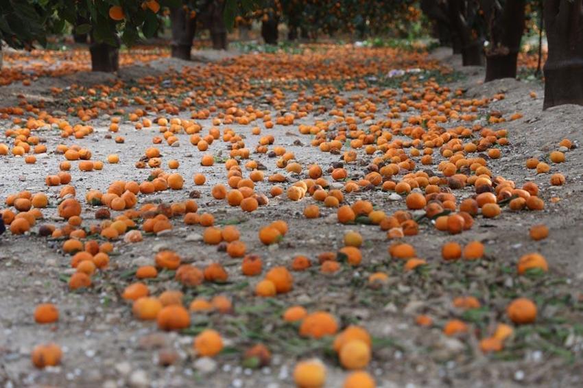 Çiftçinin bedavaya gelin toplayın dediği mandalina ağaçtan dökülmeye başladı