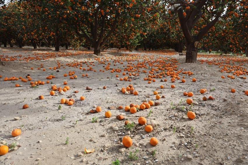Çiftçinin bedavaya gelin toplayın dediği mandalina ağaçtan dökülmeye başladı