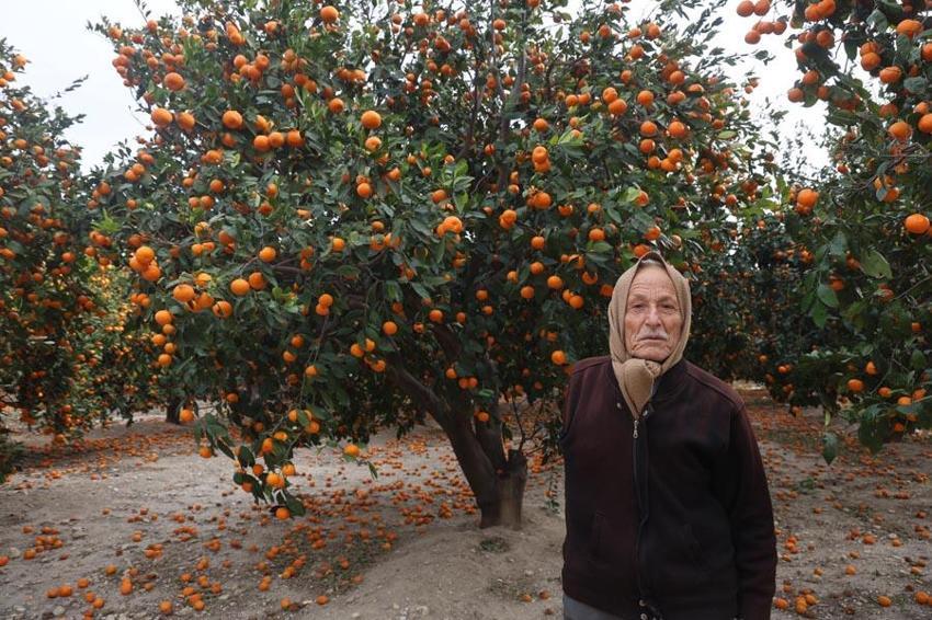 Çiftçinin bedavaya gelin toplayın dediği mandalina ağaçtan dökülmeye başladı