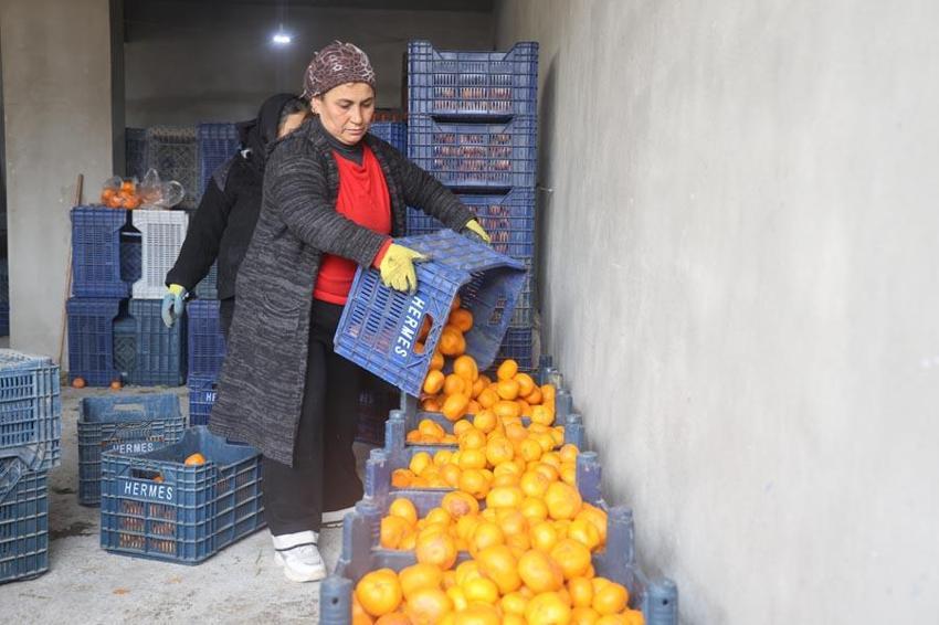 Çiftçinin bedavaya gelin toplayın dediği mandalina ağaçtan dökülmeye başladı