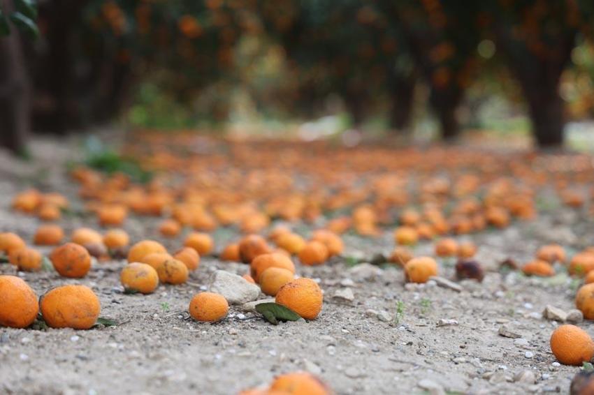 Çiftçinin bedavaya gelin toplayın dediği mandalina ağaçtan dökülmeye başladı