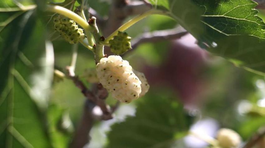 Erzincan'da üreticiye yeni gelir kapısı! Yüzde 50 hibe desteğiyle kurulacak: Başvurular başladı