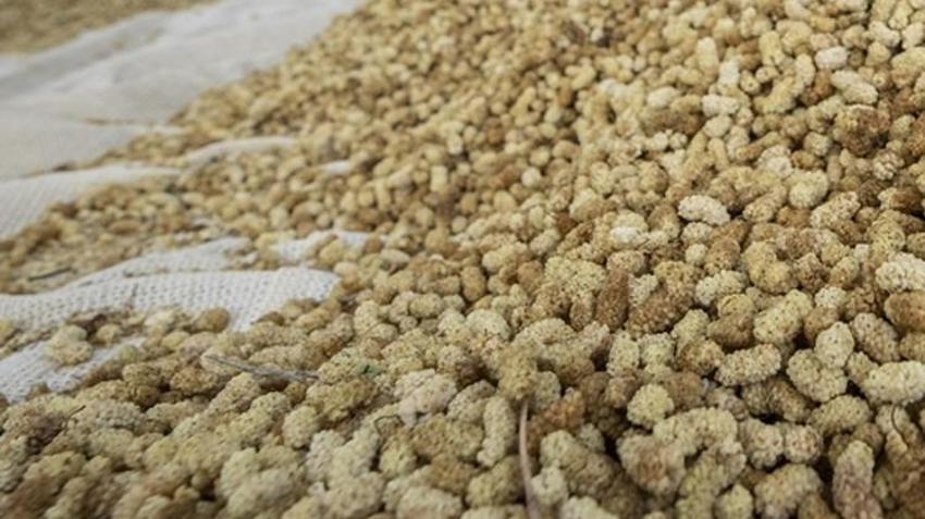 Erzincan'da üreticiye yeni gelir kapısı! Yüzde 50 hibe desteğiyle kurulacak: Başvurular başladı