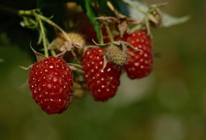 Bursa'da yeni kazanç modeli olacak! Bu ürünü eken köşeyi dönecek