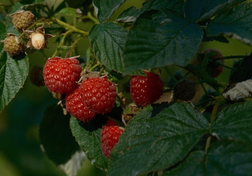 Bursa'da yeni kazanç modeli olacak! Bu ürünü eken köşeyi dönecek