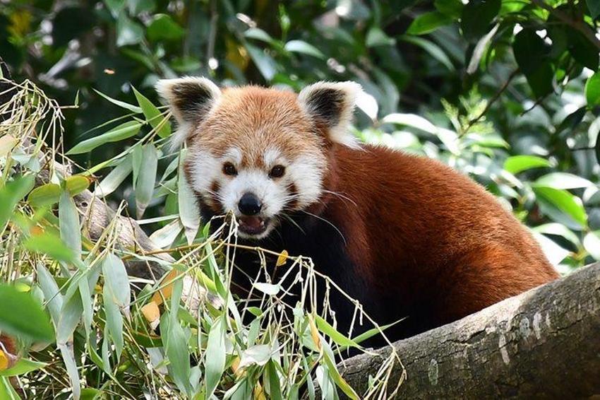 Kocaeli'de aniden karar değişti: Darıca Hayvanat Bahçesi'nin kapatıldı