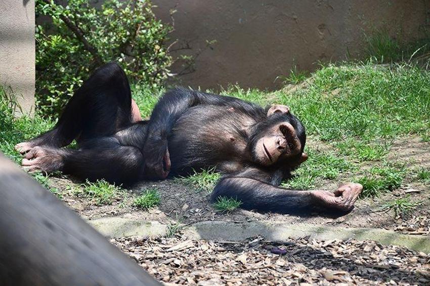 Kocaeli'de aniden karar değişti: Darıca Hayvanat Bahçesi'nin kapatıldı