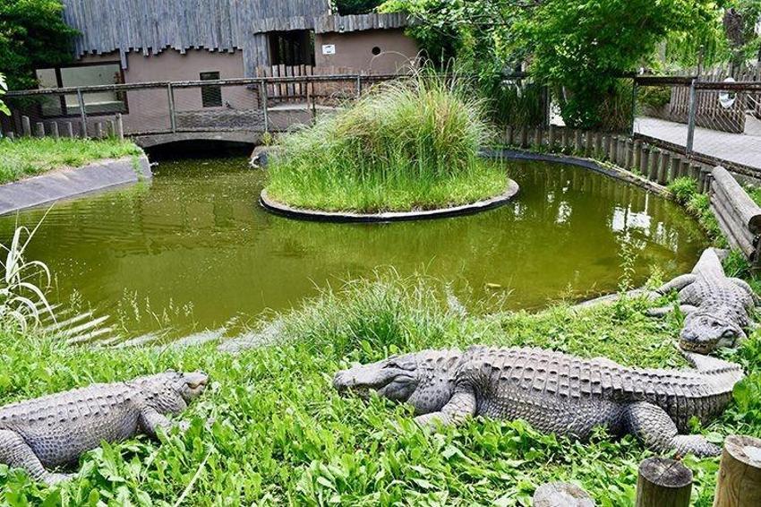 Kocaeli'de aniden karar değişti: Darıca Hayvanat Bahçesi'nin kapatıldı