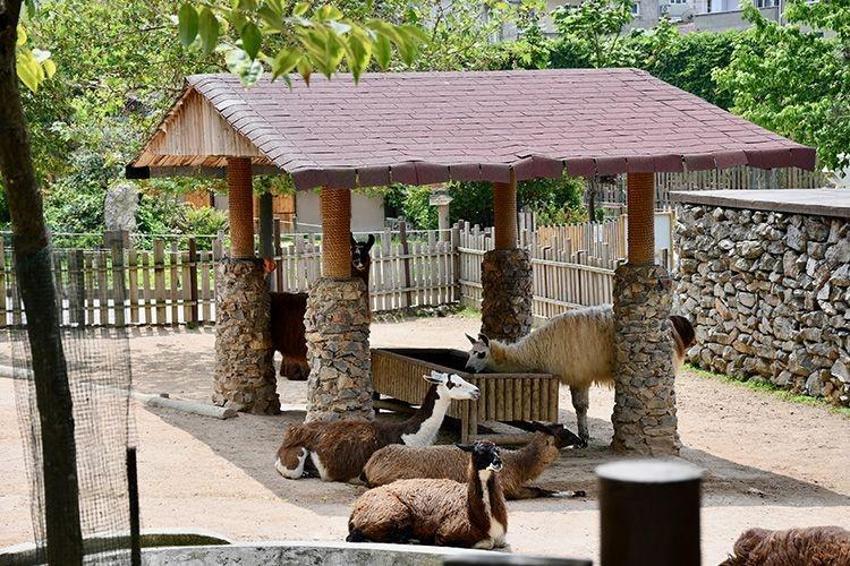 Kocaeli'de aniden karar değişti: Darıca Hayvanat Bahçesi'nin kapatıldı