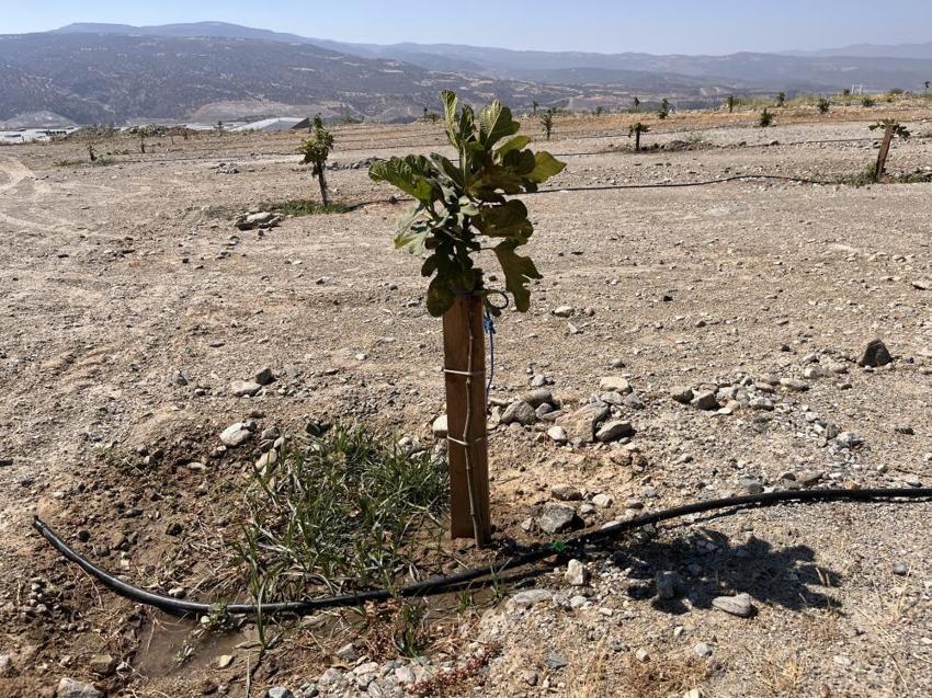 Aydın'da 21 Ocak'ta resmen hizmete başlayacak: Müjde üreticiye verildi