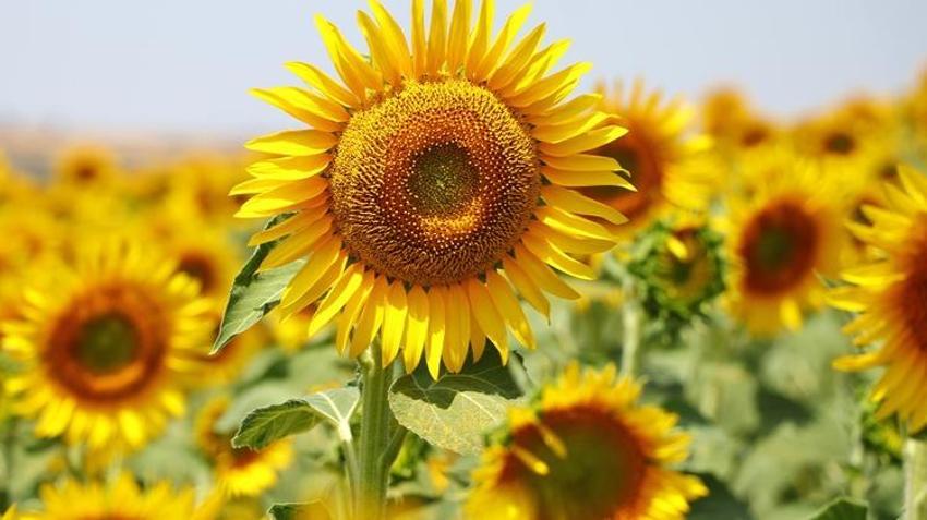Adana’da çiftçiye büyük destek! Atıl arazilere ayçiçeği ekilecek: Kazanç katlanıyor