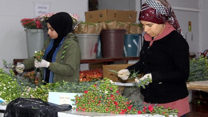 Antalya'dan tüm Avrupa'ya gönderiliyor! Hollanda, Almanya ve İngiltere sıraya girdi
