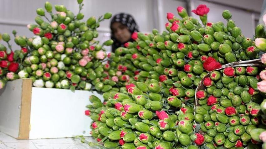 Antalya'dan tüm Avrupa'ya gönderiliyor! Hollanda, Almanya ve İngiltere sıraya girdi