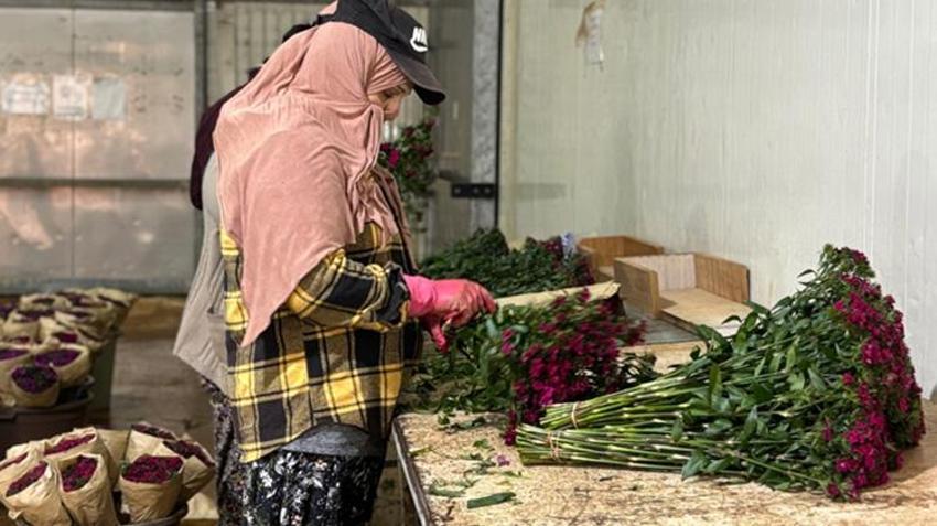 Antalya'dan tüm Avrupa'ya gönderiliyor! Hollanda, Almanya ve İngiltere sıraya girdi