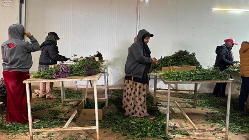 Antalya'dan tüm Avrupa'ya gönderiliyor! Hollanda, Almanya ve İngiltere sıraya girdi