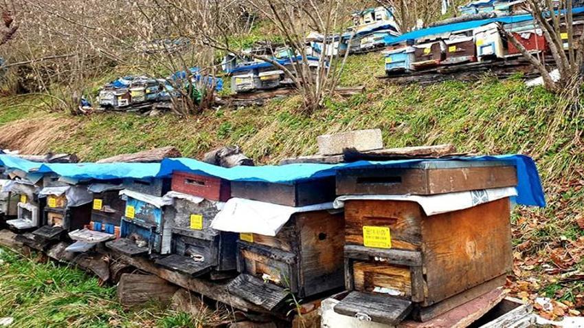 Düzceli kadın ömrünü ailesine adadı! Hiç evlenmedi baba mesleğiyle 8 kardeşini okuttu