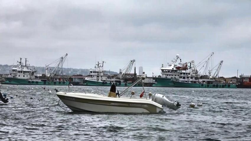 Hamsi, istavrit, palamut değil lüfer balıkçılara ters köşe yaptı, bilerek ağa gelmiyor