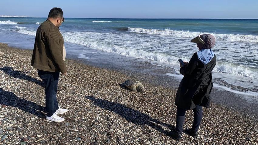 Mersin'de korkutan görüntü! İki günde 2'si de telef oldu!