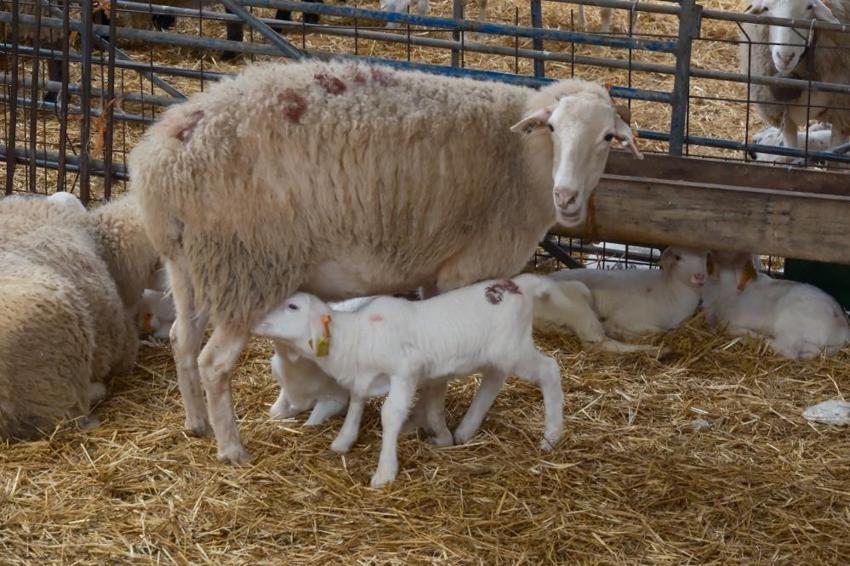 Bursa Büyükşehir'den dev destek: Proje hayata geçiyor