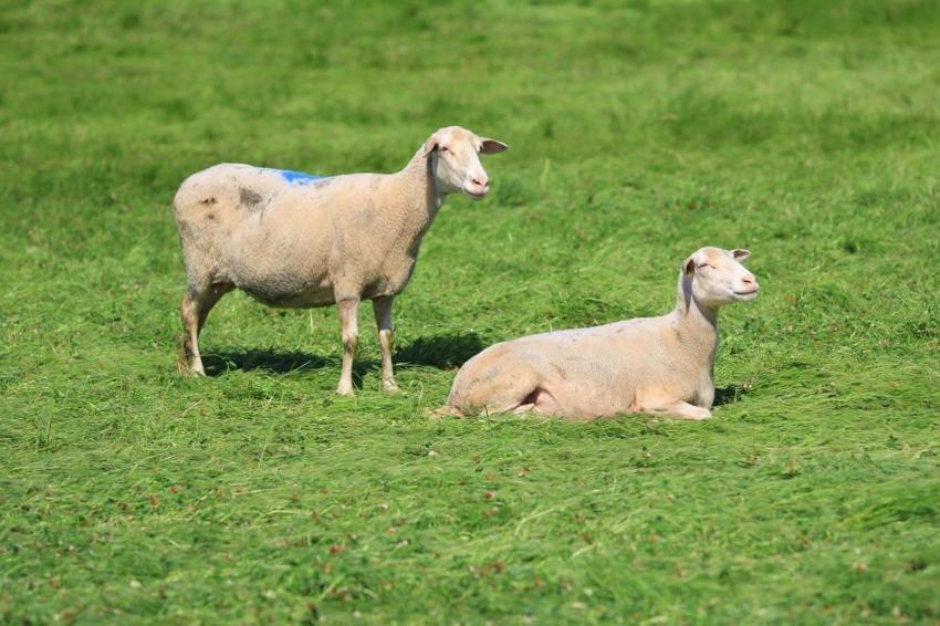 Bursa Büyükşehir'den dev destek: Proje hayata geçiyor