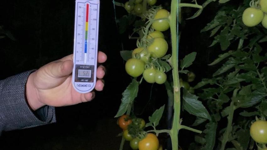 Mersin'de hayat durdu: Üretici seralara akın etti