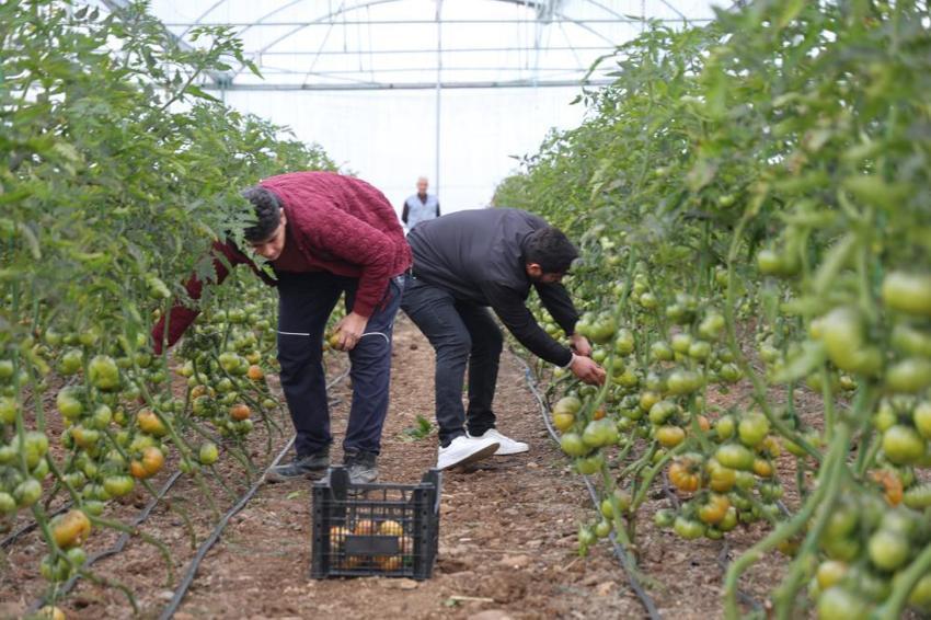 Şehri terk etti, köyünde patron oldu! Topraktan servet kazanıyor