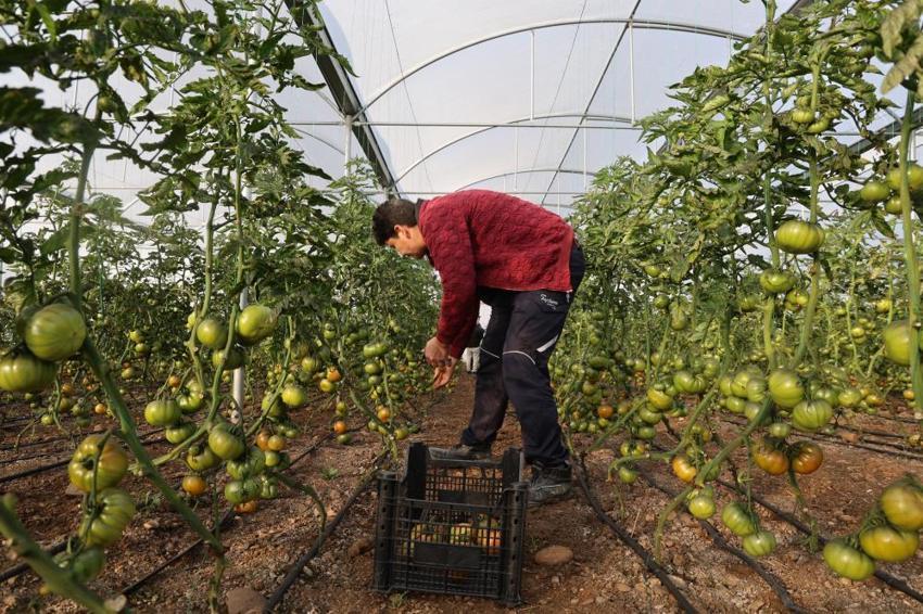 Şehri terk etti, köyünde patron oldu! Topraktan servet kazanıyor