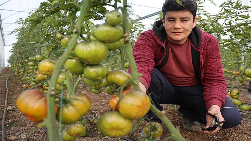Şehri terk etti, köyünde patron oldu! Topraktan servet kazanıyor