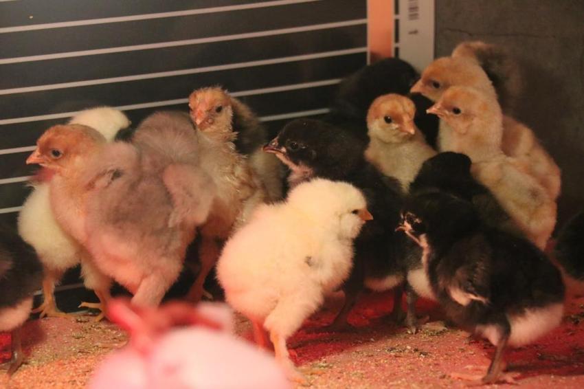 Geliri arttıkça yurt dışında akrabalar aramaya başladı! Denizli'de evde de üretiyor, fabrikayı bu işe ayırdı