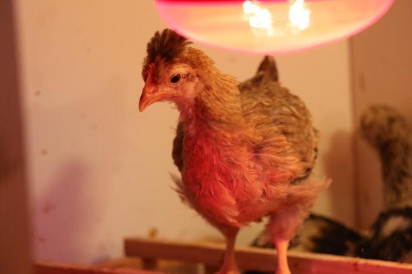 Geliri arttıkça yurt dışında akrabalar aramaya başladı! Denizli'de evde de üretiyor, fabrikayı bu işe ayırdı