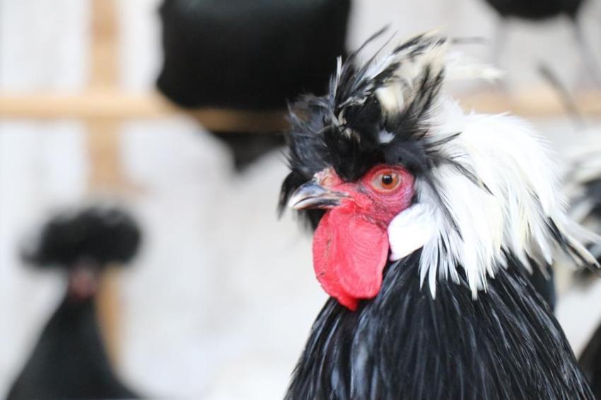 Geliri arttıkça yurt dışında akrabalar aramaya başladı! Denizli'de evde de üretiyor, fabrikayı bu işe ayırdı