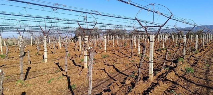 Manisa'da 8 dekar alana Avrupa'nın aradığı tohumu ekti! Tarlada her şeyi söktü attı