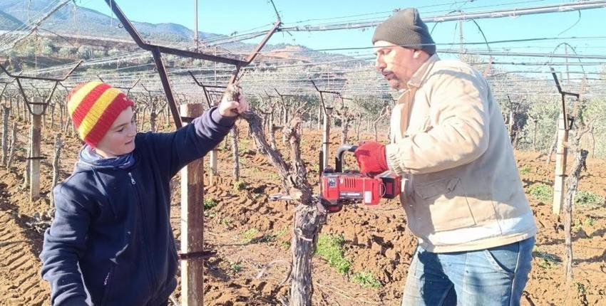 Manisa'da 8 dekar alana Avrupa'nın aradığı tohumu ekti! Tarlada her şeyi söktü attı