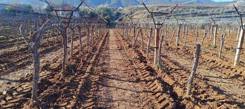 Manisa'da 8 dekar alana Avrupa'nın aradığı tohumu ekti! Tarlada her şeyi söktü attı