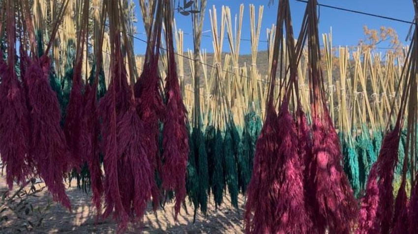 İzmir'in mis kokulu Nergis ve Kuru Çiçek Festivali başlıyor: Bayındır nergis kokacak