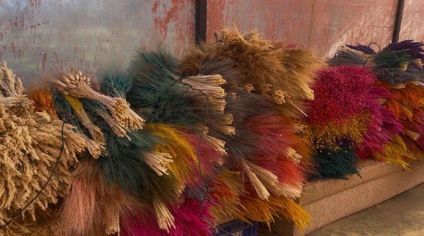 İzmir'in mis kokulu Nergis ve Kuru Çiçek Festivali başlıyor: Bayındır nergis kokacak