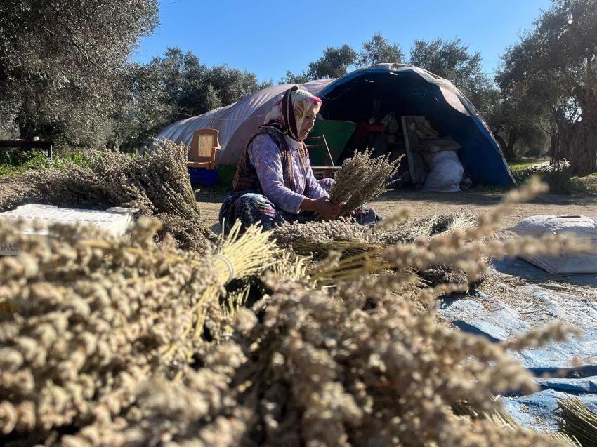 İzmir'in mis kokulu Nergis ve Kuru Çiçek Festivali başlıyor: Bayındır nergis kokacak