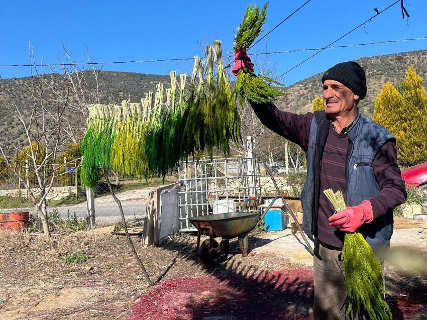 İzmir'in mis kokulu Nergis ve Kuru Çiçek Festivali başlıyor: Bayındır nergis kokacak