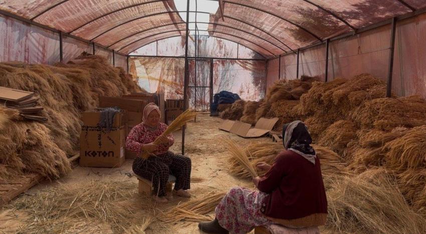 İzmir'in mis kokulu Nergis ve Kuru Çiçek Festivali başlıyor: Bayındır nergis kokacak