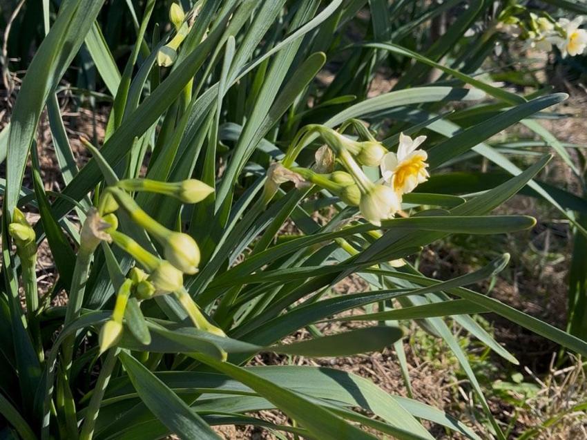 İzmir'in mis kokulu Nergis ve Kuru Çiçek Festivali başlıyor: Bayındır nergis kokacak