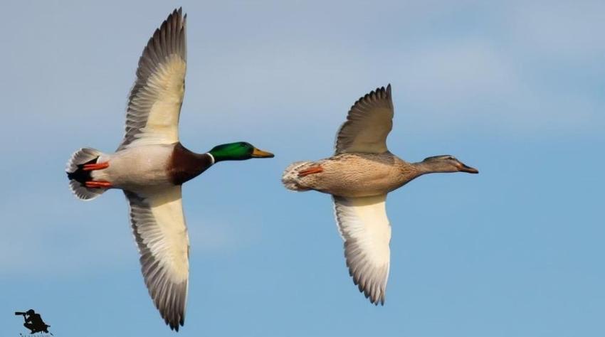 Askerlikten sonra yeni mesleğini buldu: Konya'da doğayı elinde tutuyor